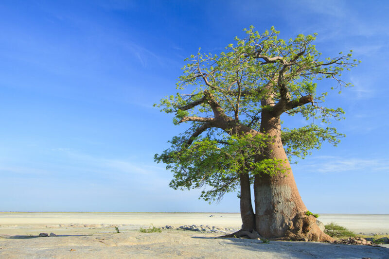 Baobab-1024x683